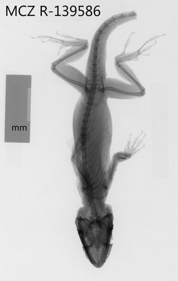 Media type: image;   Herpetology R-139586 Aspect: dorsoventral x-ray